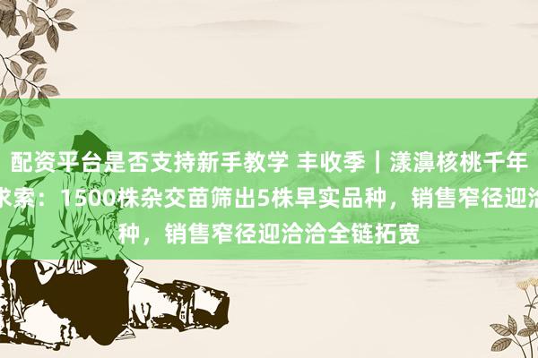 配资平台是否支持新手教学 丰收季｜漾濞核桃千年种质的产业求索：1500株杂交苗筛出5株早实品种，销售窄径迎洽洽全链拓宽