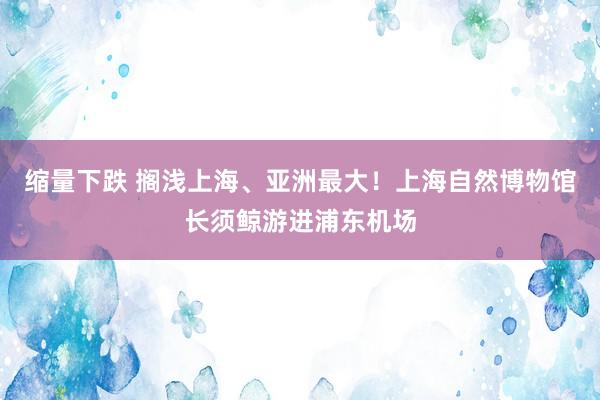 缩量下跌 搁浅上海、亚洲最大！上海自然博物馆长须鲸游进浦东机场